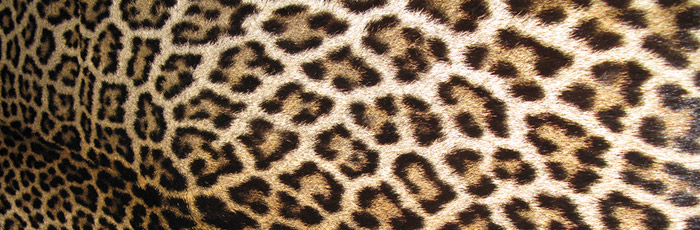 Geschützte Tierart Leopard